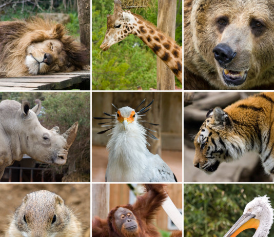 10. Zoo Praha, Prague, Czech Republic